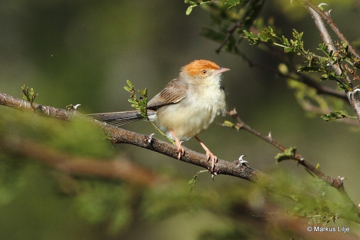 Tabora Cisticola illustration