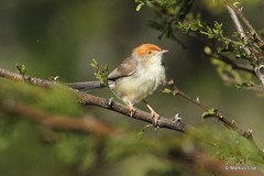 Cisticola angusticauda