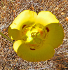 Calochortus luteus