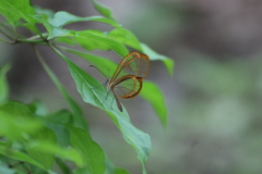 Pteronymia rufocincta