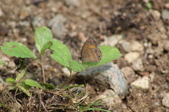 Euptychia fetna