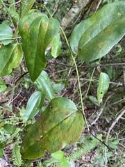 Smilax coriacea