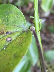 Smilax coriacea