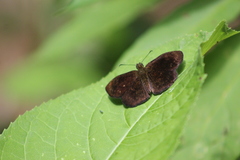 Carcharodini