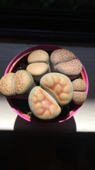 Lithops