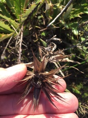 Berkheya armata
