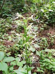 Habenaria lucaecapensis