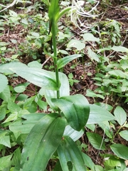 Habenaria lucaecapensis