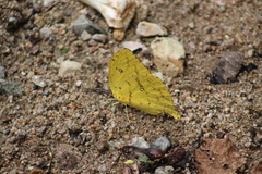 Phoebis neocypris virgo