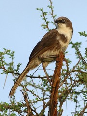 Turdoides hypoleuca