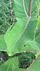 Enallagma geminatum