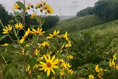 Helianthus hirsutus trachyphyllus