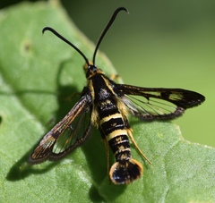 Synanthedon bibionipennis