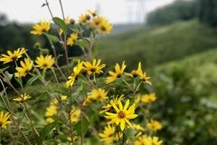 Helianthus hirsutus trachyphyllus