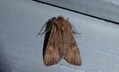 Ichneutica averilla