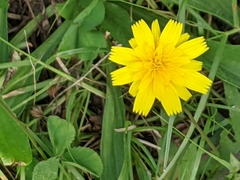 Leontodon saxatilis saxatilis