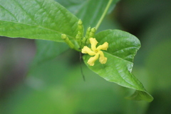 Mandevilla foliosa