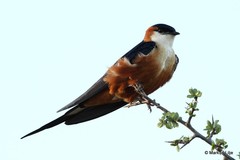 Cecropis senegalensis