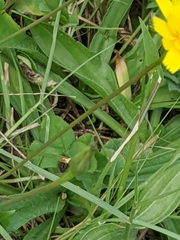 Leontodon saxatilis saxatilis