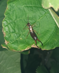 Forficula auricularia