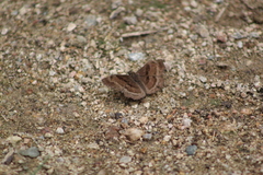 Antigonus funebris