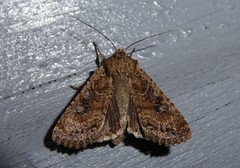 Ichneutica morosa