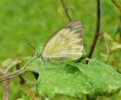 Ascia monuste orseis