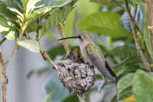 Ruby-throated Hummingbird photographed in Kansas