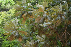 Bocconia arborea