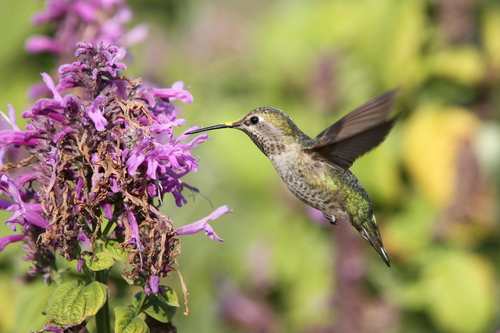 Anna's Hummingbird photographed in Kansas