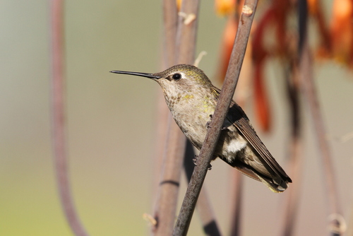 Anna's Hummingbird photographed in Kansas