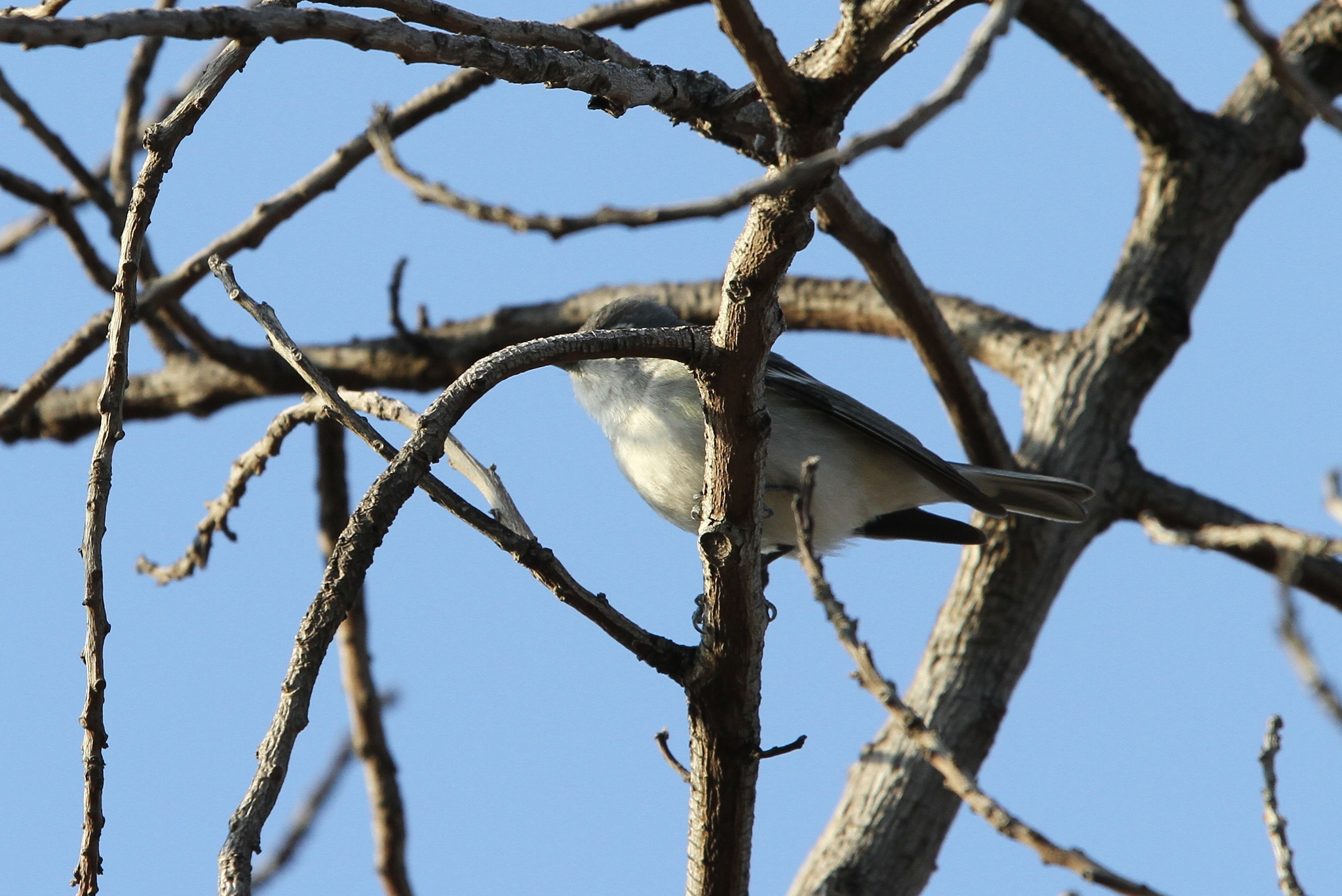 Plumbeous Vireo illustration