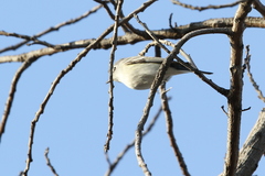Vireo plumbeus