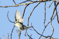 Vireo plumbeus
