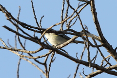 Vireo plumbeus