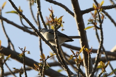 Vireo plumbeus