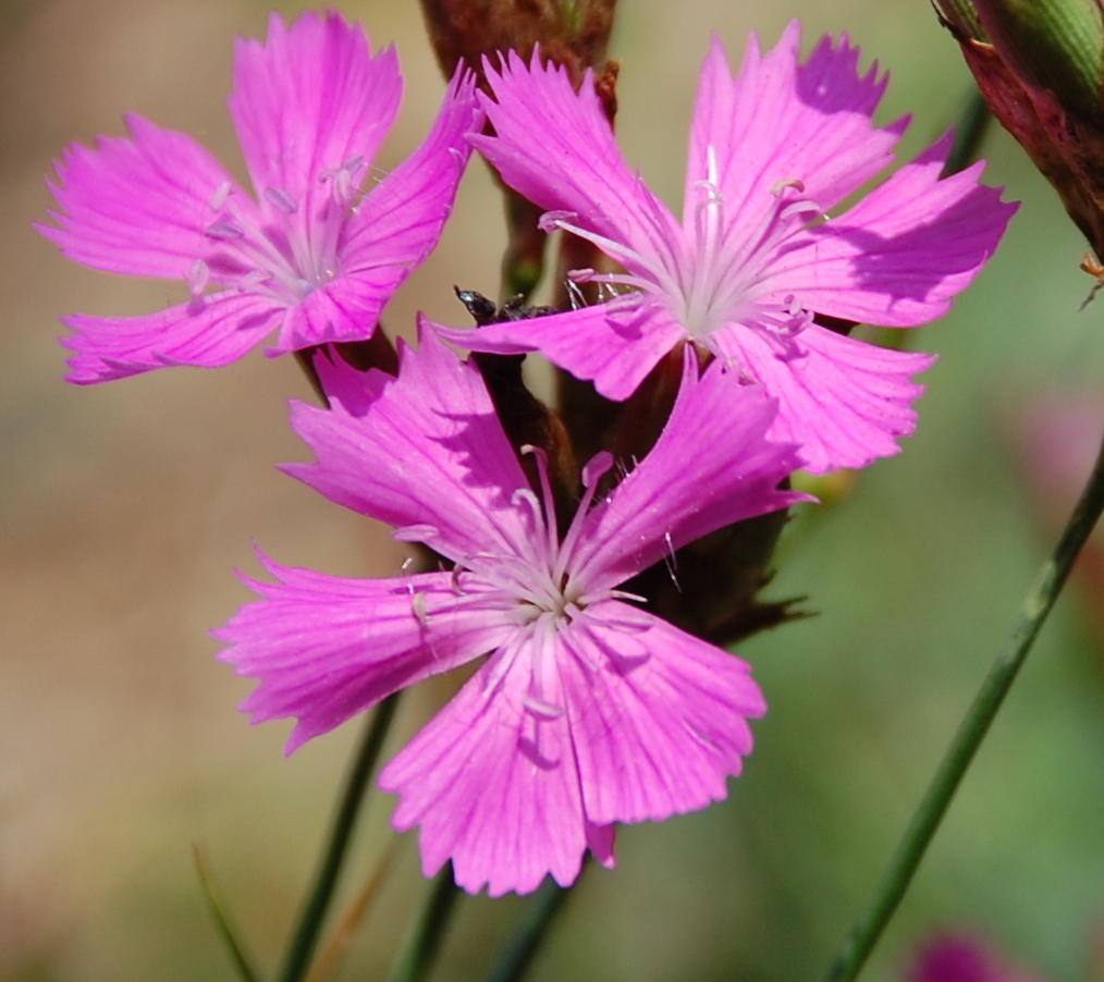 Dianthus carthusianorum