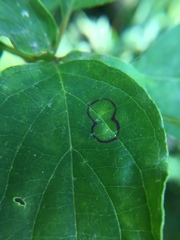 Parallelodiplosis subtruncata