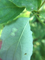 Parallelodiplosis subtruncata