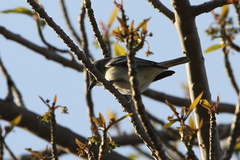 Vireo plumbeus