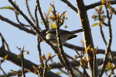 Vireo plumbeus