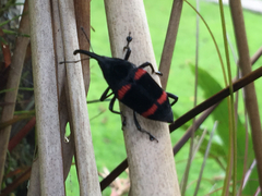 Cactophagus duplocinctus