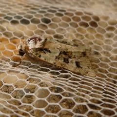 Lacinipolia strigicollis