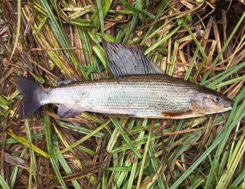 European Grayling