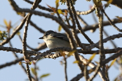 Vireo plumbeus