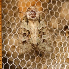 Lacinipolia strigicollis