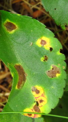 Cercospora