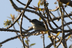 Vireo plumbeus
