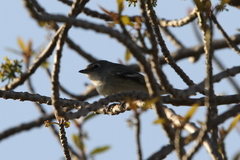Vireo plumbeus