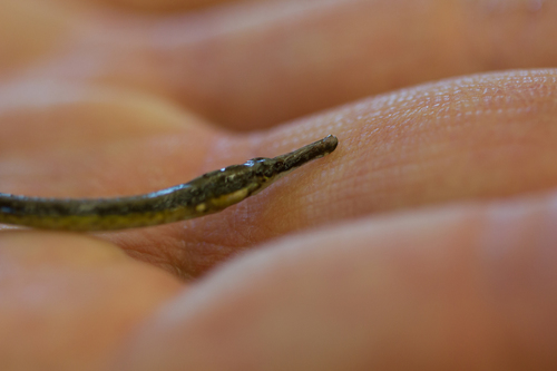 Northern Pipefish